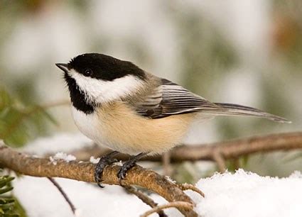 Carolina Chickadee, Identification, All About Birds - Cornell Lab of Ornithology