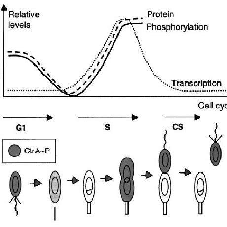 The key stages of the sporulation cycle in Bacillus subtilis (from ...