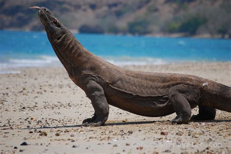 Komodo Dragon Animal Facts And Photos | All Wildlife Photographs