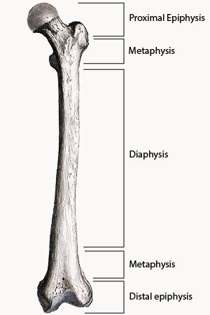 Epiphysis | Definition, Types & Function - Lesson | Study.com