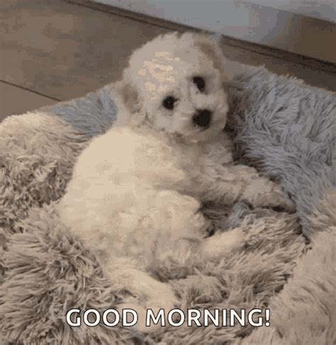 Hi Bye GIF - Hi Bye Hello - Discover & Share GIFs | Good morning puppy ...