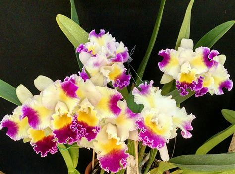 Cattleya Color Guard Magic Color Orchids