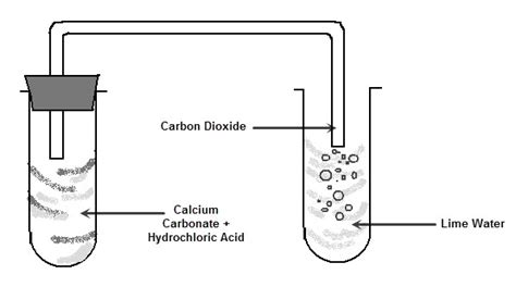 Reactions of Acids - Metal Carbonates - worksheet from EdPlace