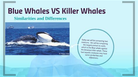 Killer Whales VS Blue Whales by Evelyn Morales on Prezi