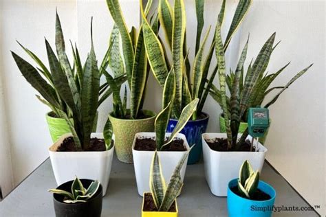 How Much Light Does A Snake Plant Need? (+Other Lighting Questions) – Simplify Plants