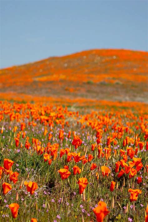 Antelope Valley Poppy Reserve: The Ultimate 2024 Visitor's Guide | Sea ...