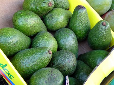 Avocado Exporters and Suppliers in Ethiopia - Freshela Exporters