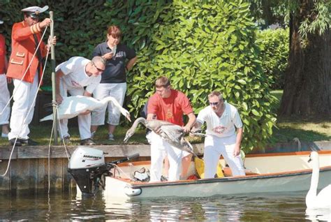 Swan Upping ceremony cancelled due to coronavirus outbreak - Photo 1 of 1 - Maidenhead Advertiser