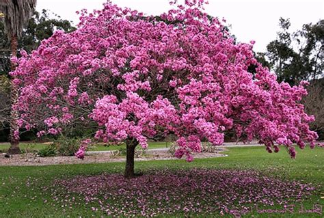 50 Tabebuia Avellanedae Seeds Pink Trumpet Tree Lavender | Etsy