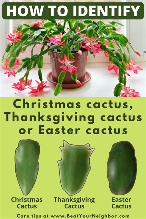 Christmas Cactus Care | Christmas cactus plant, Cactus care, Christmas cactus care
