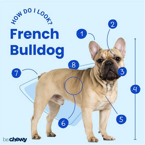 French Bulldog Breed: Characteristics, Care & Photos | BeChewy