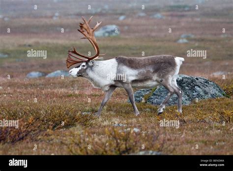 Sarek National Park Stock Photo - Alamy