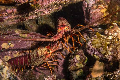 California Spiny Lobster Season is Here - Blog