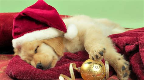 Puppy Christmas Wallpapers - Wallpaper Cave