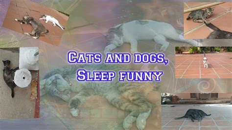 ១ -The Cats and dogs, Sleep funny ! - YouTube