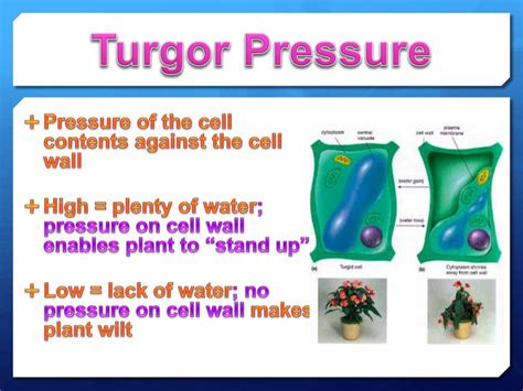 Turgor Pressure In Plants - Plant Ideas