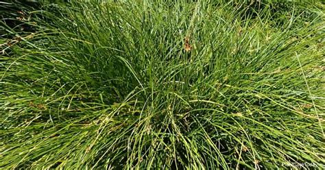 Carex Tumulicola Care: Learning To Grow Foothill Sedge