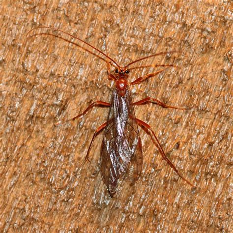 Ophion sp. (Short-tailed Ichneumon Wasp) | The larvae of nea… | Flickr