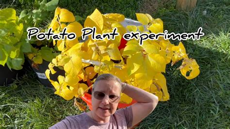 Amazing potato plant growth experiment #hedgehogshomestead - YouTube