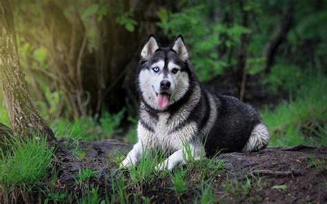 Animals Wallpaper Dog Wallpapers Husky Wallpapers High - Siberian Husky Dog Hd (#135505) - HD ...