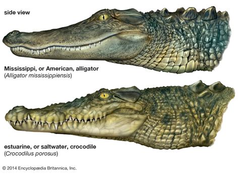 The subtle differences between Crocs