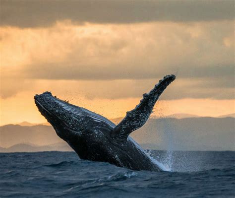 Ultimate Whale Watching Tours on Maui 2025 | Guaranteed Whale Sightings