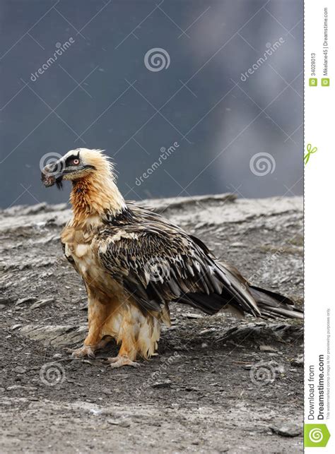 Lammergeier or Lammergeyer or Bearded Vulture, Stock Image - Image of fauna, vulture: 34028013