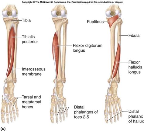 Posterior Tibialis tibialis anterior | Human anatomy and physiology, Body anatomy, Human ...