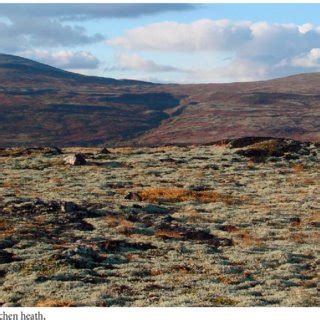 (PDF) Catalogue of lichens and allied fungi of Murmansk Region, Russia