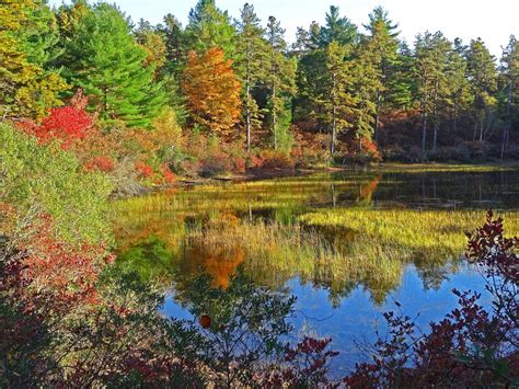 Joe's Retirement Blog: Fall, Myles Standish State Forest, Plymouth, Massachusetts, USA