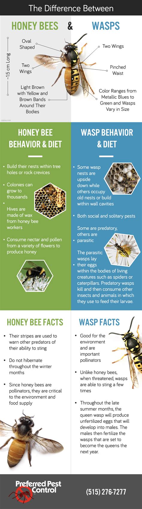 What's The Difference Between Honey Bees and Wasps?