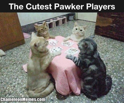 Cats playing poker meme - Chameleon Memes