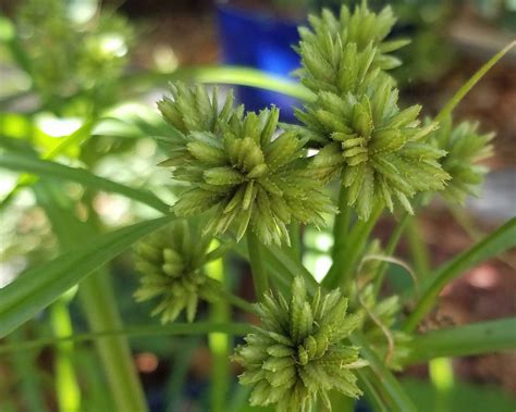 Weed: Nut-sedge – Sunnyvale-Garden