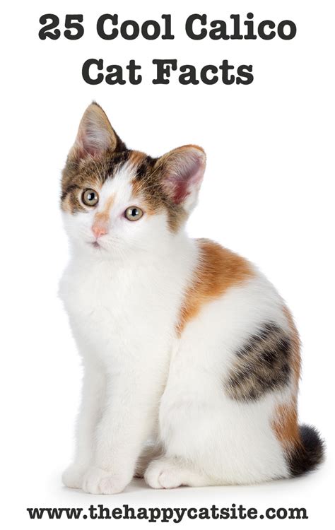 Calico Cat Facts: 25 Amazing Facts About Calico Cats