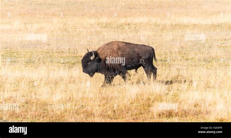 Bison hybrid hi-res stock photography and images - Alamy