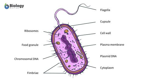 Bacteria Definition and Examples - Biology Online Dictionary