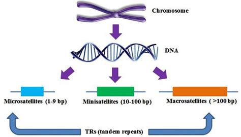 microsatellites – microsatellites adn – Mcascidos