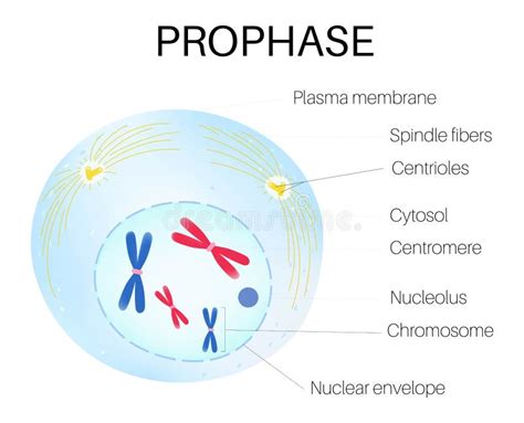 Prophase Stock Illustrations – 285 Prophase Stock Illustrations ...