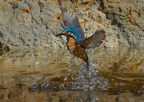 "Kingfisher in flight" Posters by wildlifephoto | Redbubble