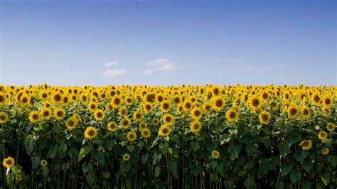 Sunflowers Field Under Blue Sky HD Flowers Wallpapers | HD Wallpapers ...