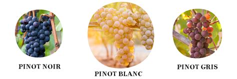 Pinot Blanc - The Lesser Known Pinot - Elk Cove Vineyards