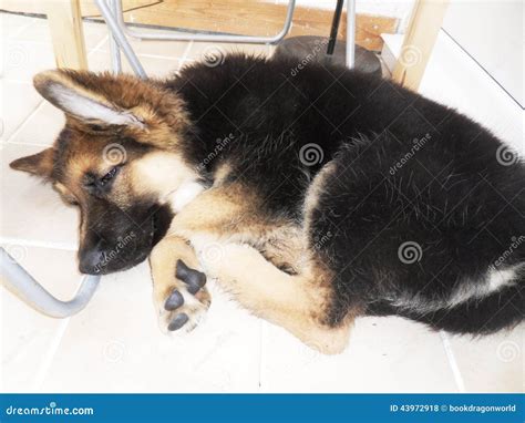 German Shepherd Puppy Sleeping Stock Photo - Image of laying, week: 43972918