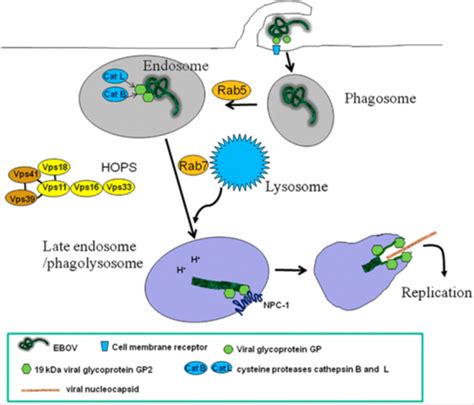 Zaire ebolavirus: Pathogenesis, History, and Treatment of the Deadly Virus - microbewiki