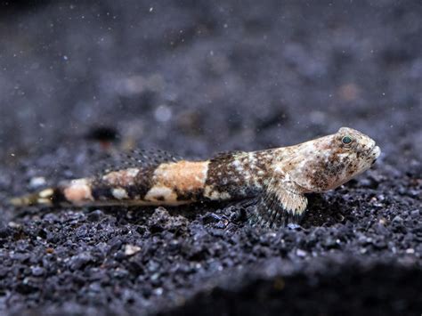 Indonesian Dragon Goby (Schismatogobius risdawatiae) - Aquatic Arts on sale today for $ 16.99