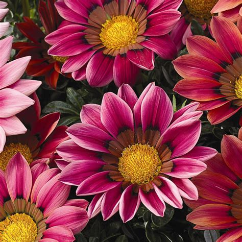 Gazania Seeds - 8 Top Gazanias - Annual Flower Seeds