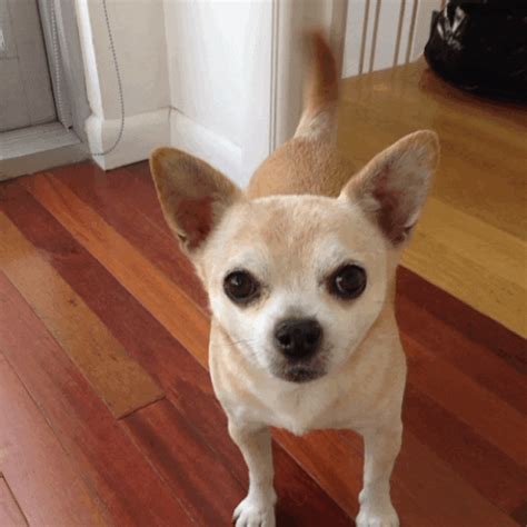 Chihuahua Animated GIF