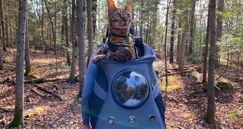 Best Cat Backpack For Hiking: Top Picks & Expert Tips (2024)