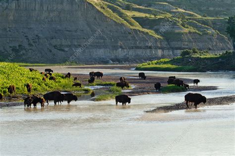 American Bison Herd Drinking - Stock Image - C028/7488 - Science Photo ...