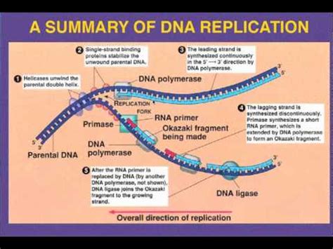 DNA Replication- Leading vs Lagging Strand - YouTube