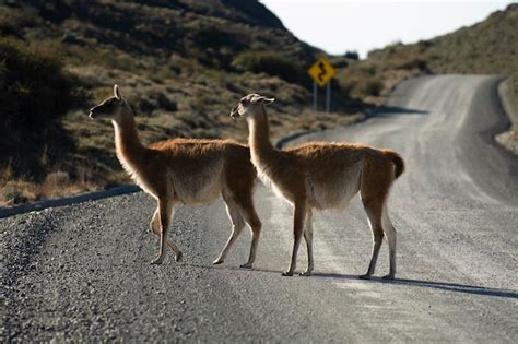 Premium Photo | Guanacos grazingtorres del paine national park ...